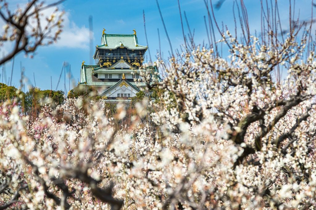 春の訪れ 大阪城公園の梅林が見頃です 観光 大阪の観光 グルメサイト Ichibanosaka イチバンオオサカ